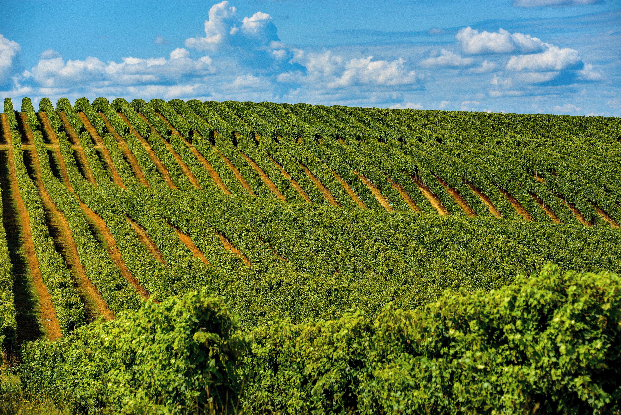 Un vignoble avec des rangées de vignes sous un ciel dégagé.