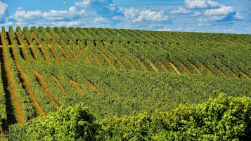 Un vignoble avec des rangées de vignes sous un ciel dégagé.