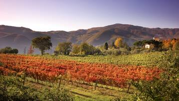 A vineyard with rows of grapevines and a house in the background.