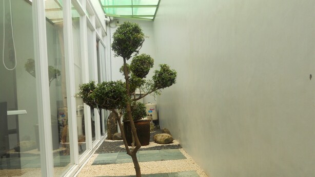 Un pasillo estrecho con un bonsái, un cuenco de piedra y una planta en maceta.