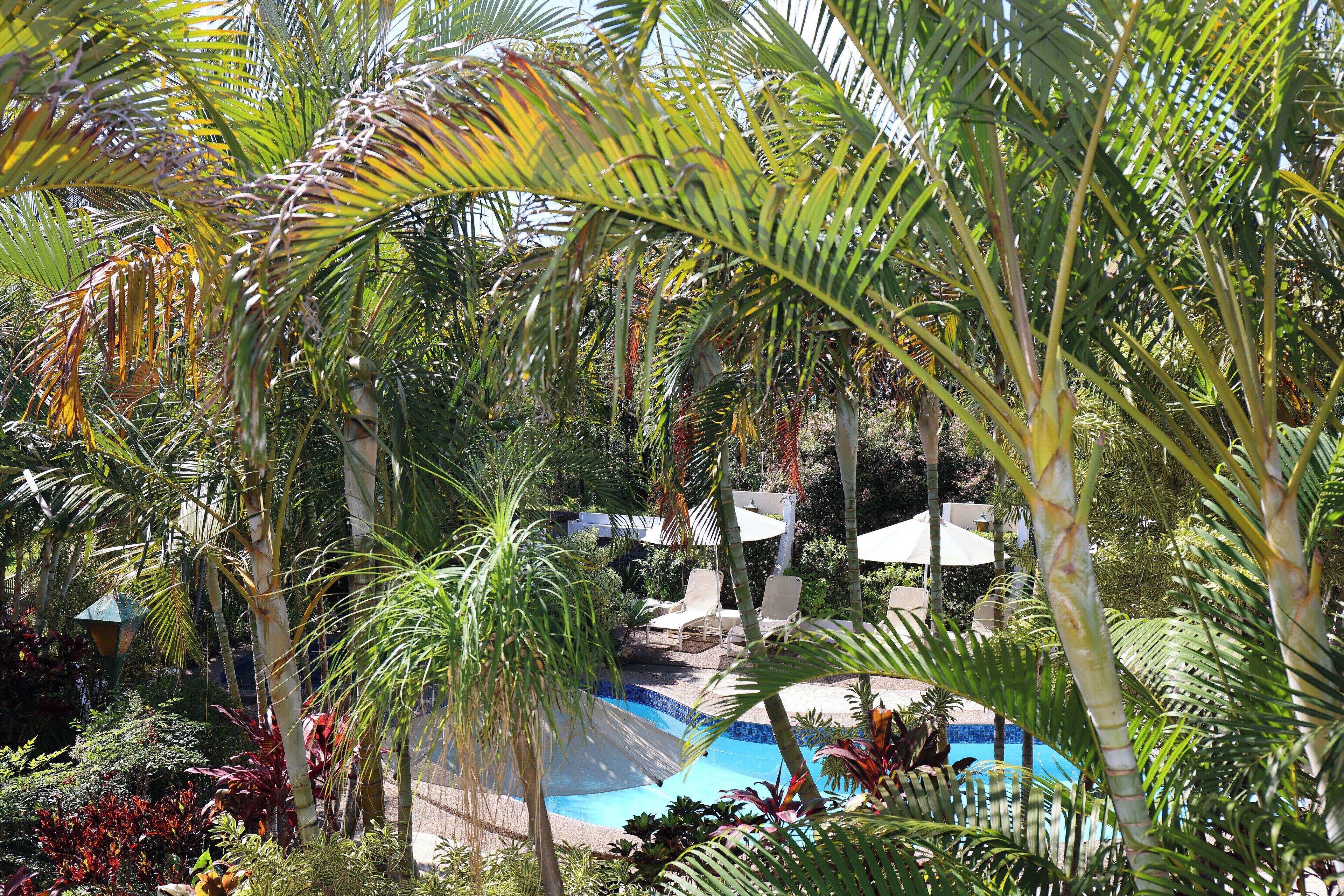 A pool area surrounded by lush tropical plants and palm trees.