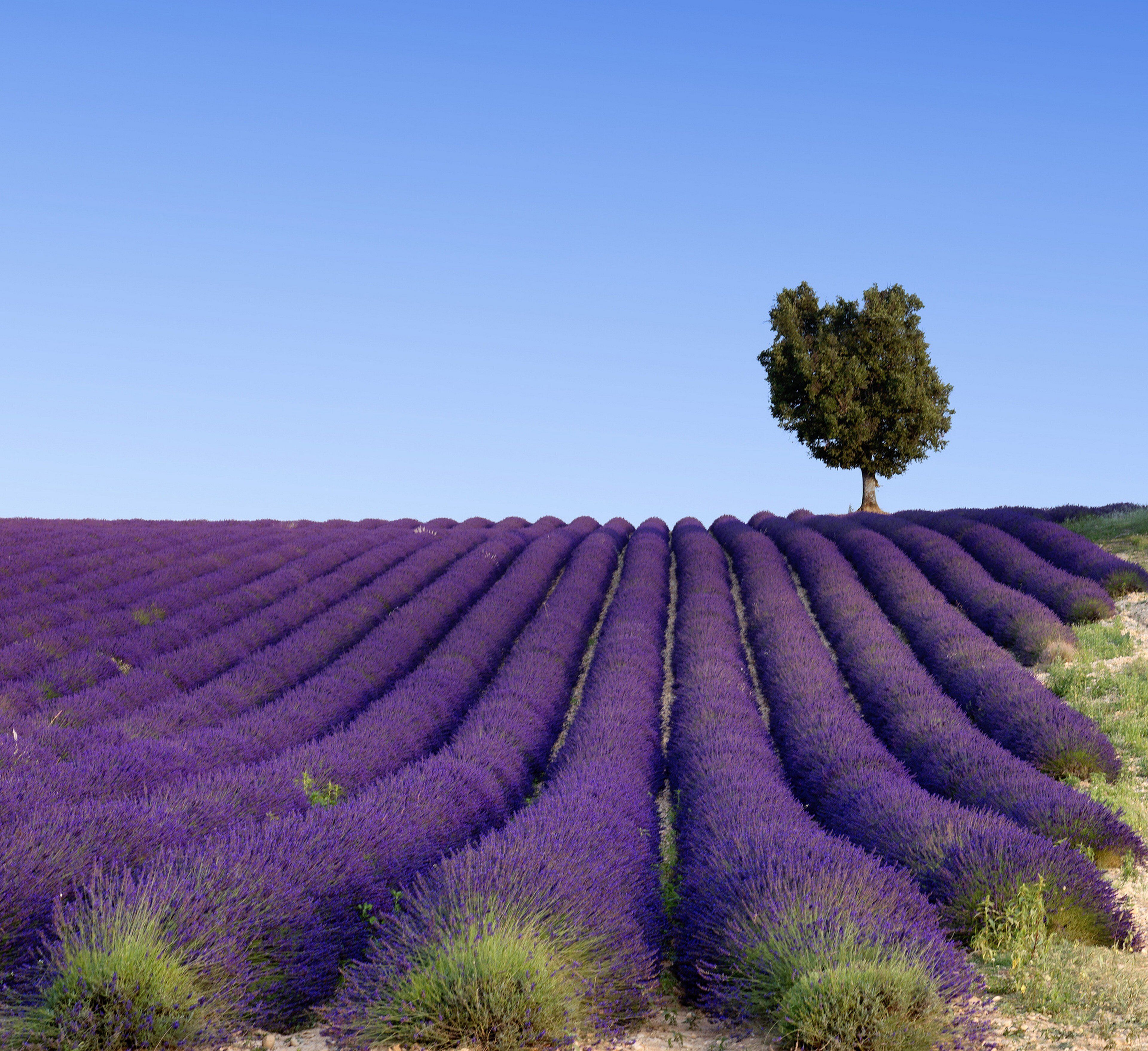 Photo - InterContinental Marseille - Hotel Dieu by IHG