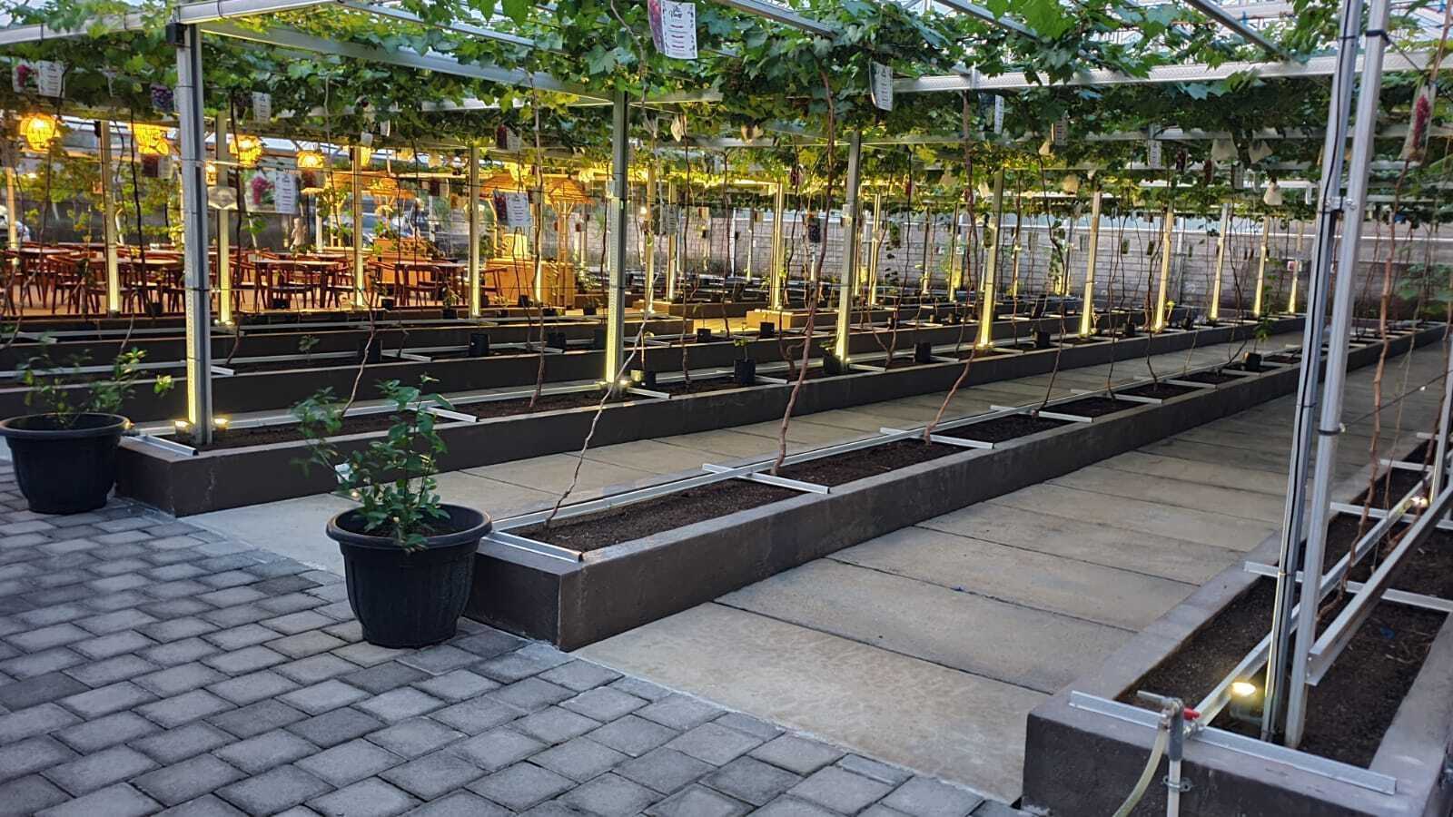Ein Außenbereich mit Tischen und Stühlen unter einer Pergola mit Kletterpflanzen.