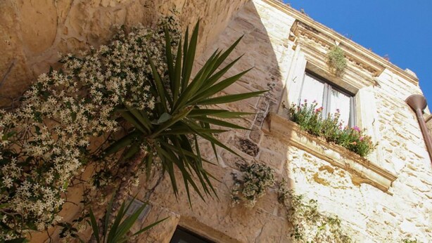 A building with a stone facade, a window with a flower box, and a plant with long leaves.