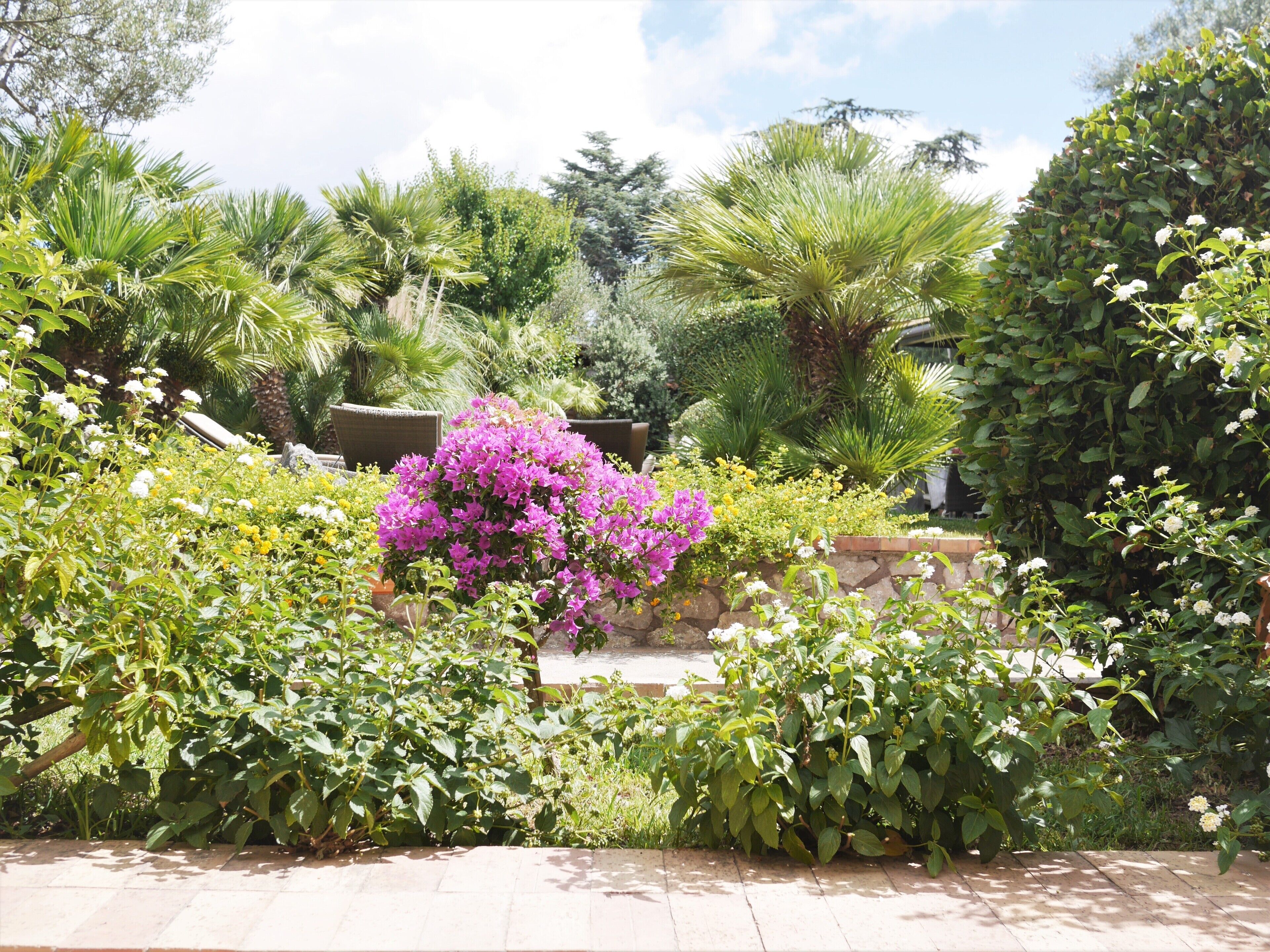 Un jardín con diversas plantas y flores, destacando un arbusto de flores moradas.