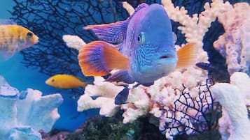 An aquarium with various fish and coral formations.