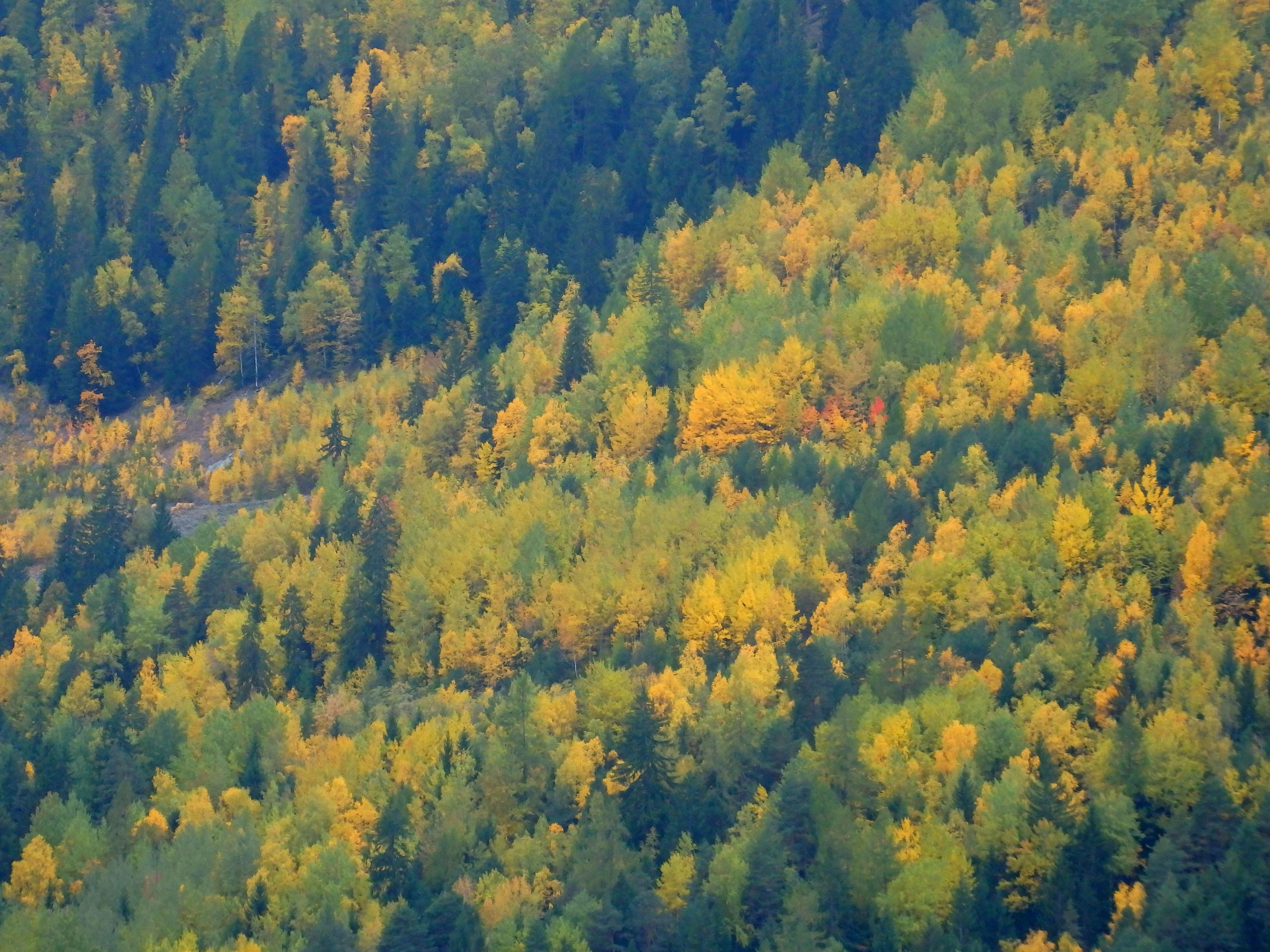 Un bosque denso con una variedad de árboles, algunos con hojas amarillas, lo que sugiere una posible temporada de otoño.