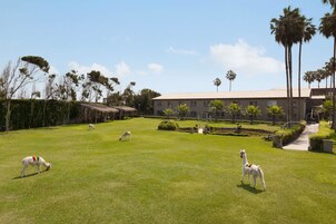 Zona verde con llamas, un edificio de techo plano y palmeras.