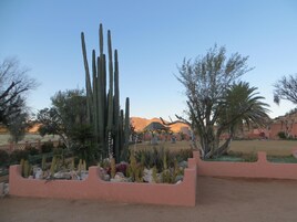 Un jardín desértico con cactus altos y una palmera, rodeado por un muro bajo.