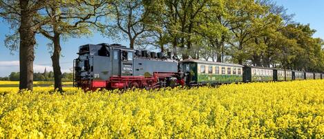 Un tren avanzando por un campo de flores amarillas, con árboles al fondo.