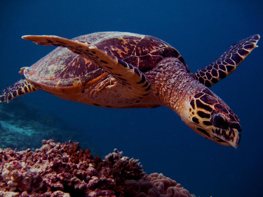 Elite Beach Inn - Bild 4