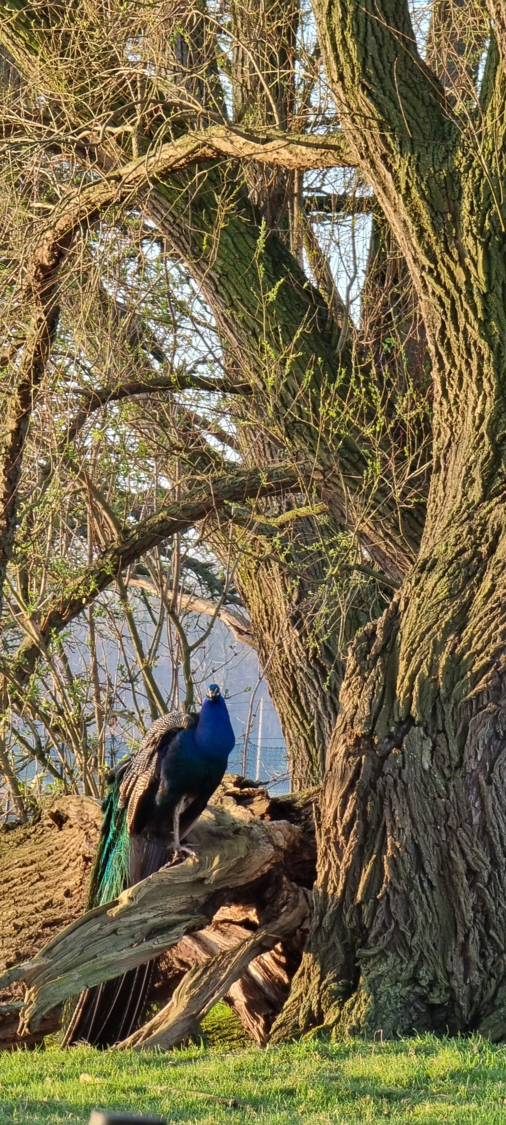 Un pavo real posado en una rama de árbol en un entorno natural.