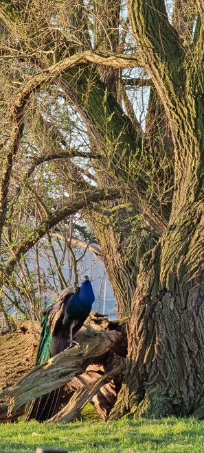 A peacock perched on a tree branch in a natural setting.