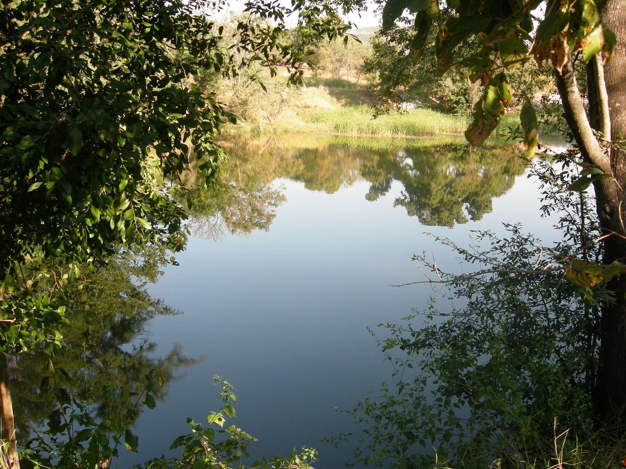 Un lago sereno rodeado de vegetación densa, que refleja los árboles y el cielo.