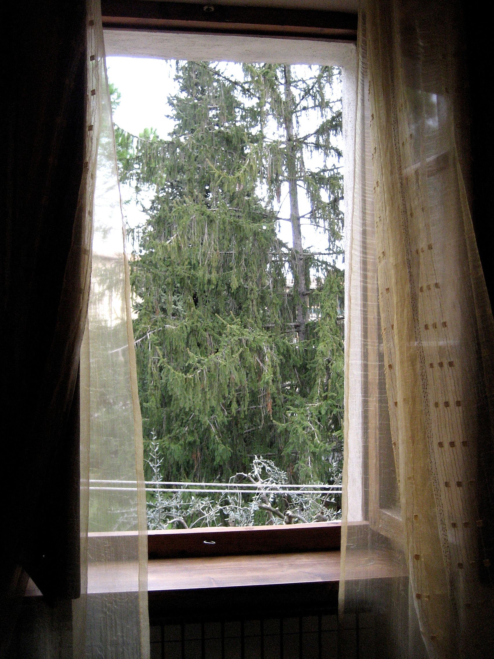 Photo - Donna Nobile