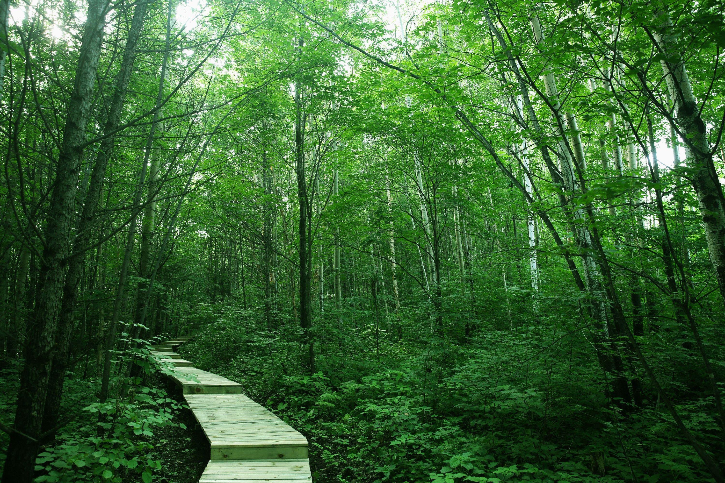 A wooden boardwalk through a dense forest with tall trees and lush greenery.