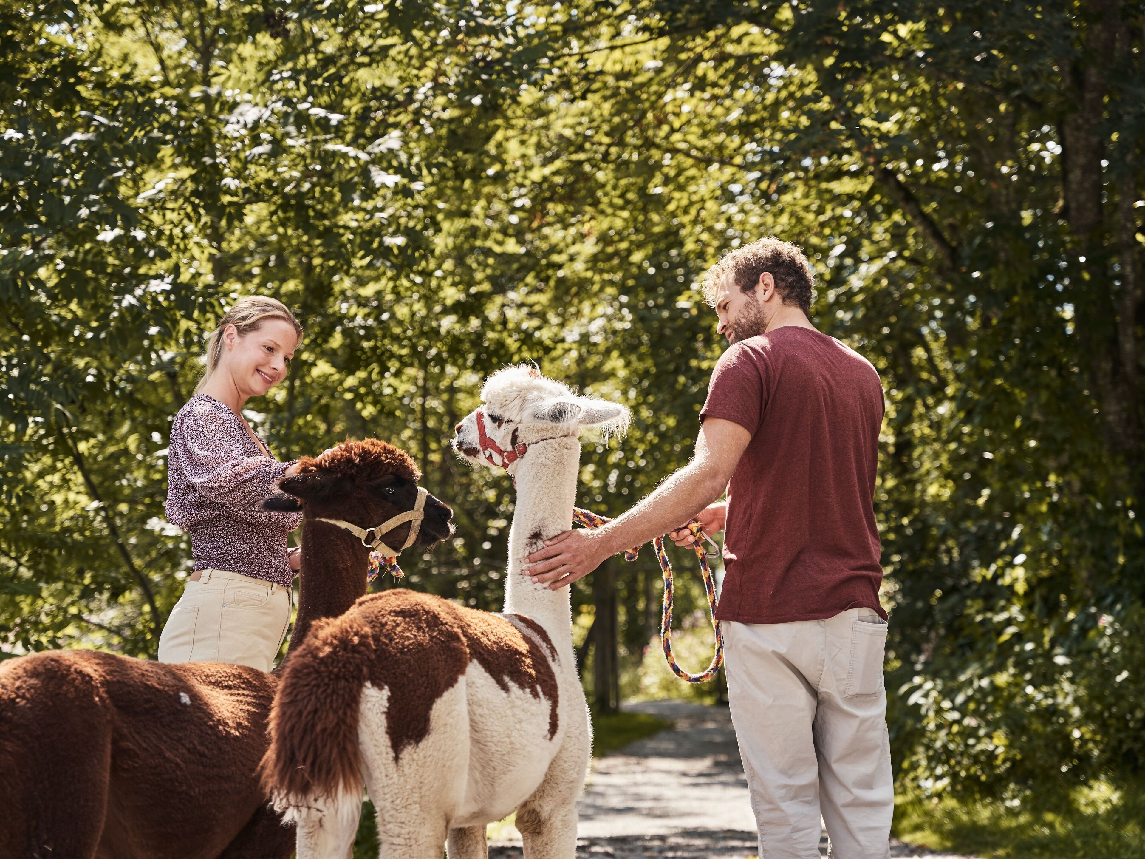 A pathway surrounded by trees, with two llamas and a person interacting with them.