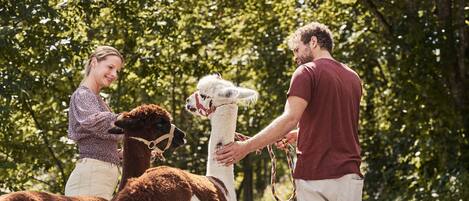 A pathway surrounded by trees, with two llamas and a person interacting with them.