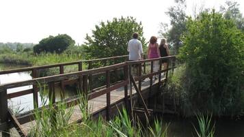 A wooden bridge over a body of water with dense greenery on both sides.