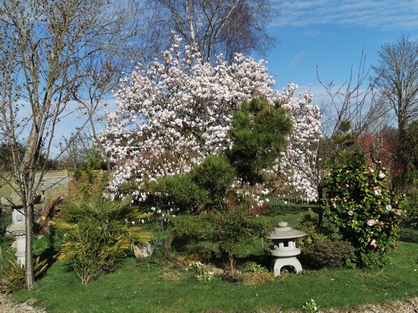 A garden with a large flowering tree, a stone lantern, and various shrubs. - Little Dane Court (Tenterden)