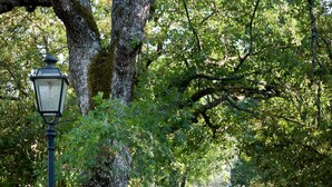 Un sendero de grava bordeado por árboles y un farol.