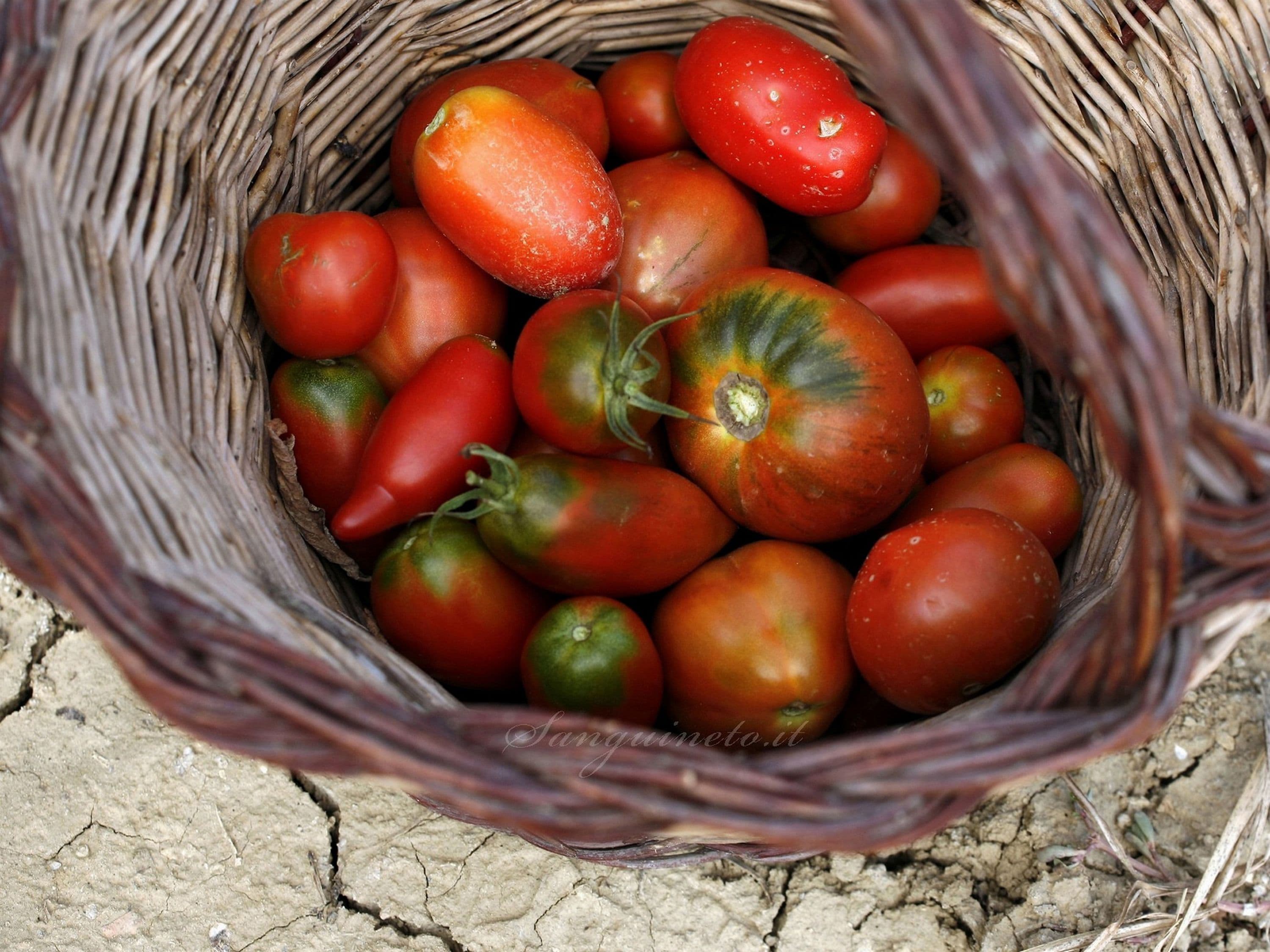 Una cesta llena de tomates.