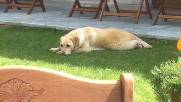Ein Hund liegt im Gras, im Hintergrund stehen Holzsessel und ein Tisch.