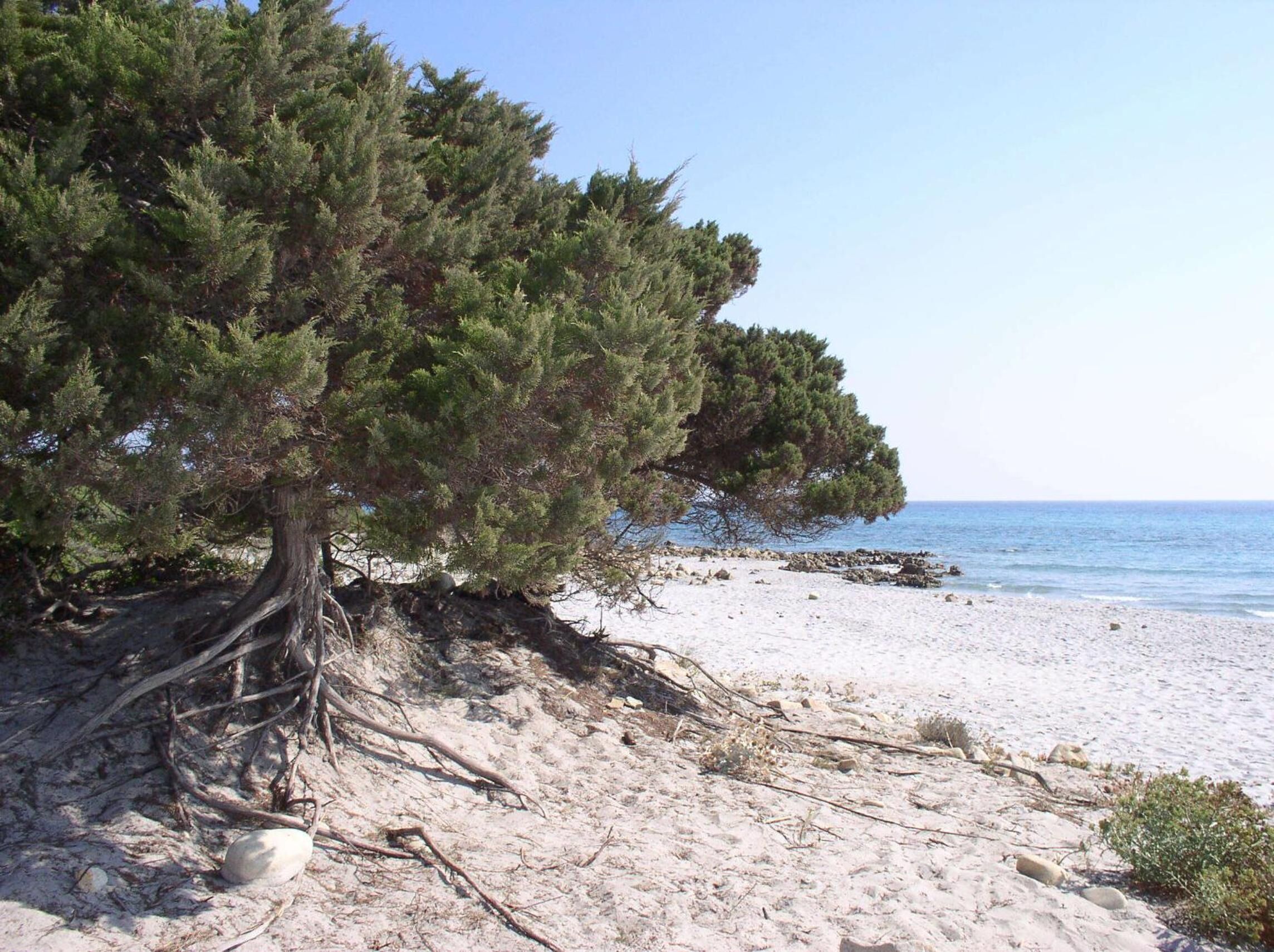 A beach with a large pine tree and rocky terrain.