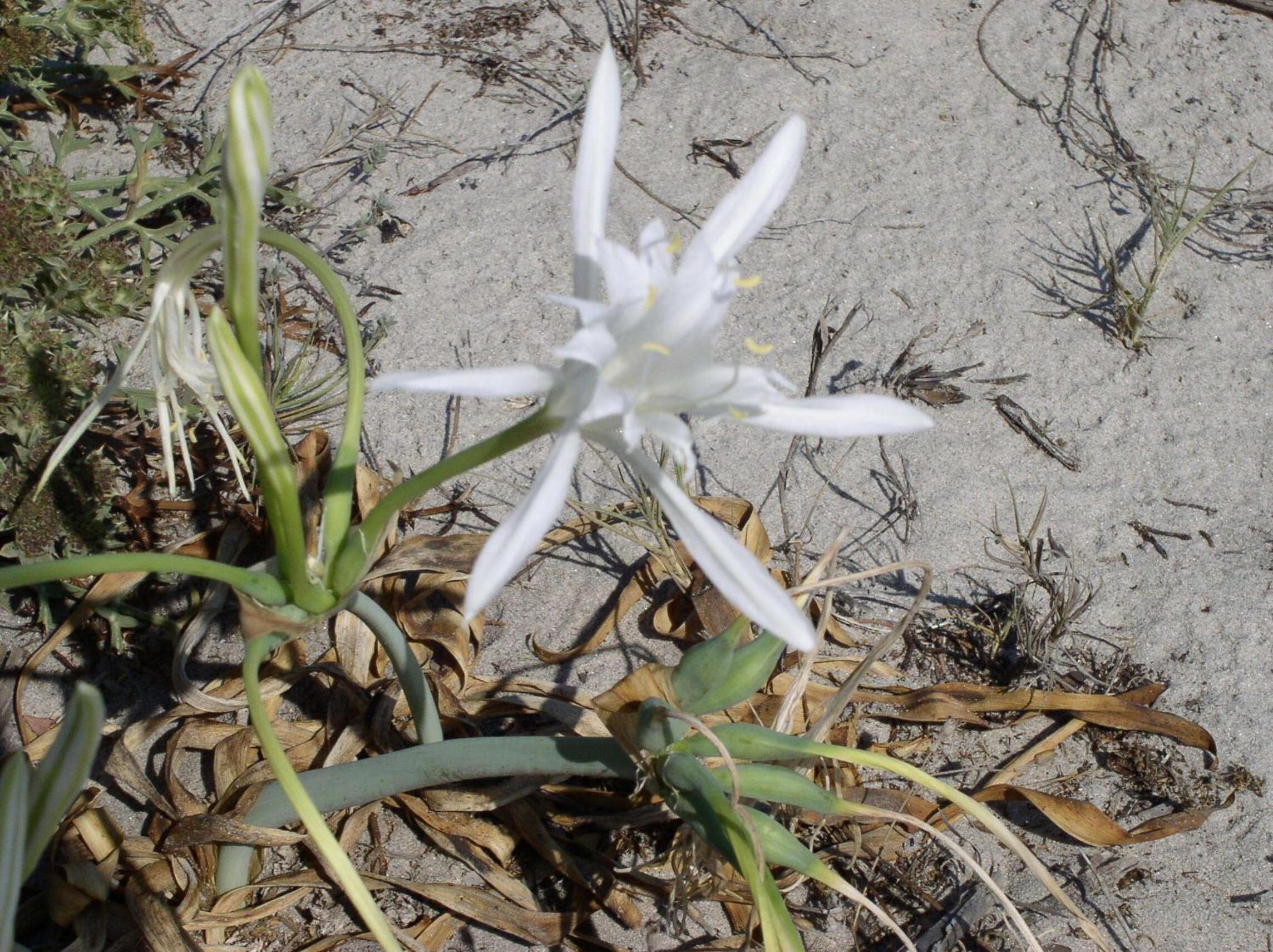 Una flor blanca con centros amarillos, rodeada de hojas secas y arena.