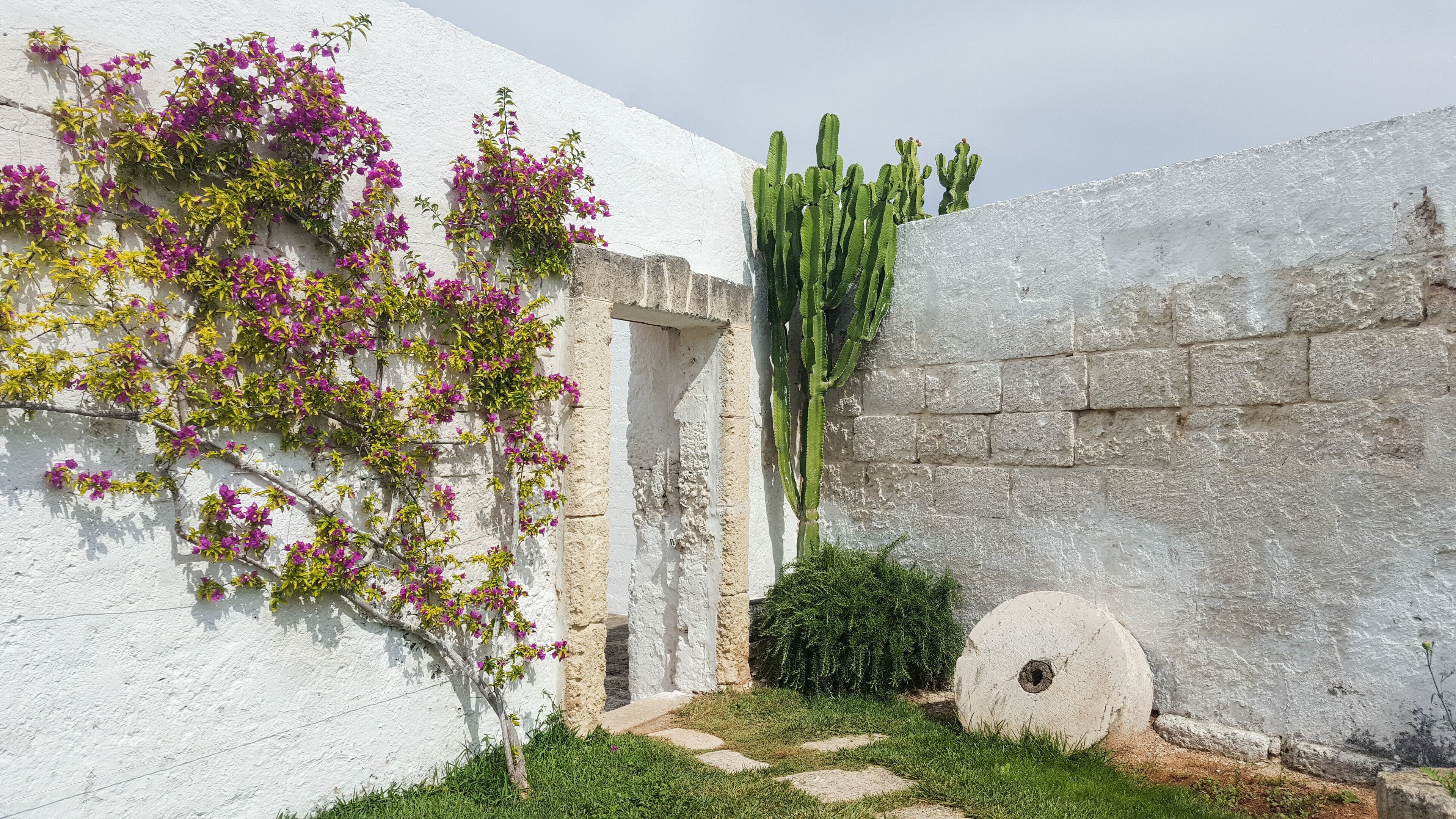 A white wall with a cactus and bougainvillea plants.