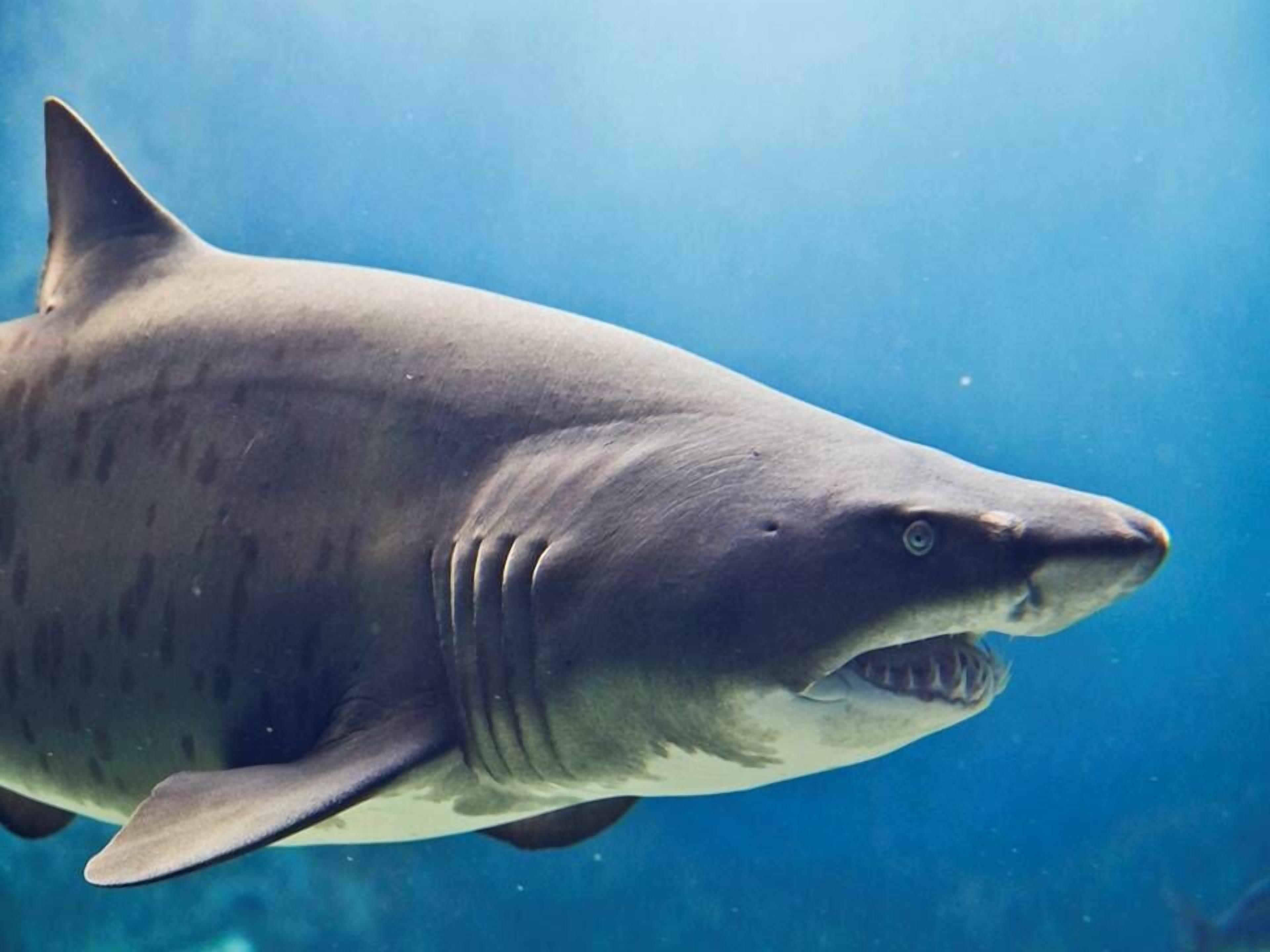 Un tiburón nadando en el océano.