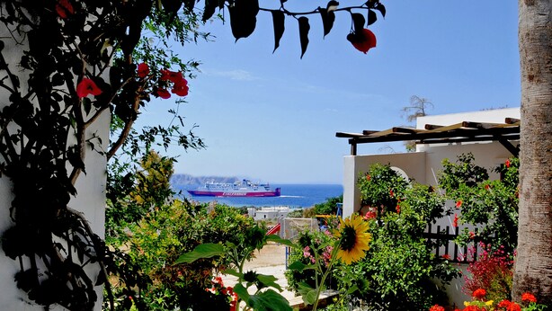 A garden with red flowers and a sunflower, a ship in the background, and a clear blue sky. - Porto Vlastos (Tinos)