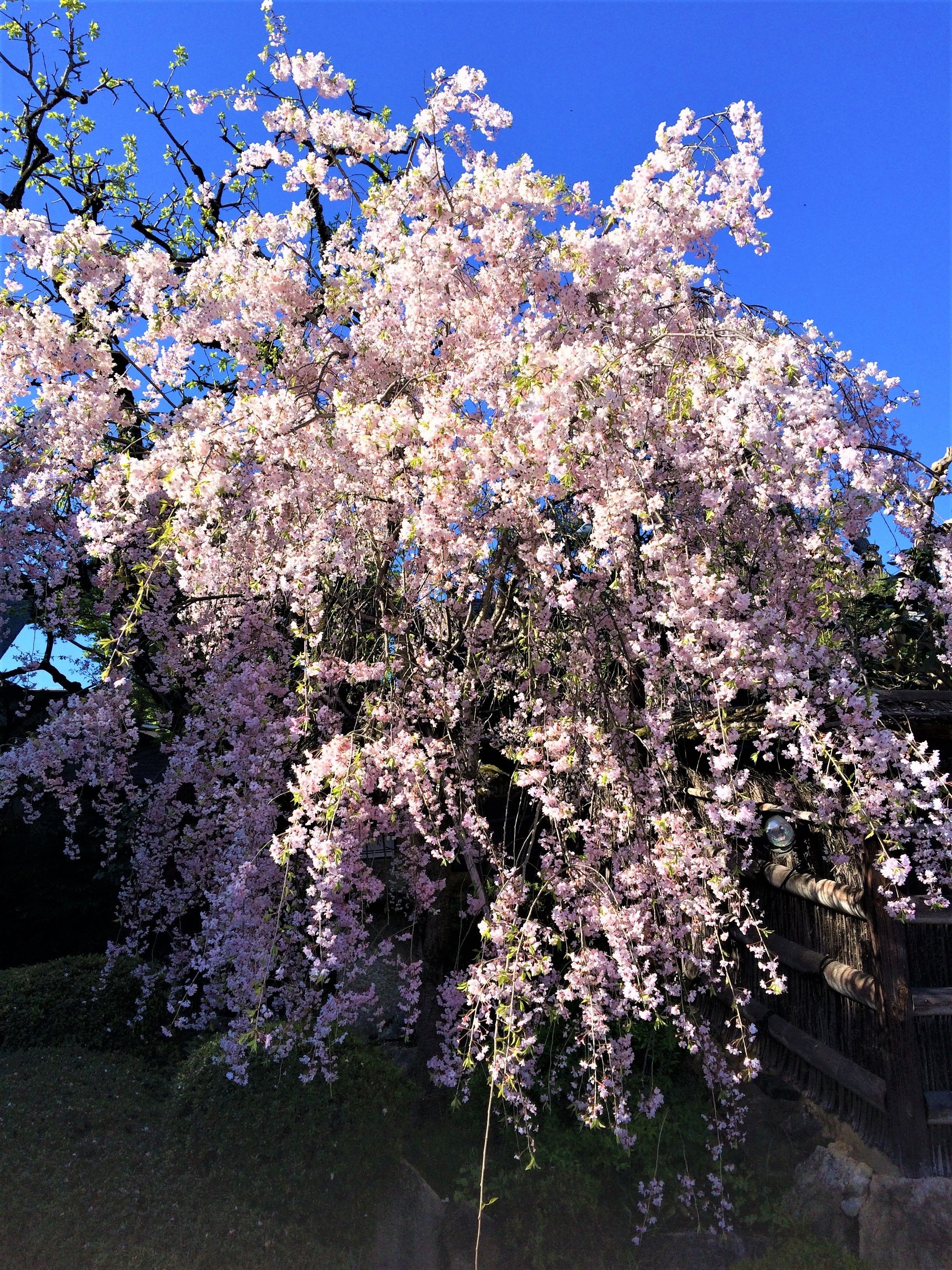 Photo - Ryokan Nenrinbo