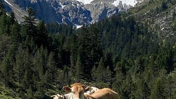 Un paysage montagneux où un troupeau de vaches broute dans un champ verdoyant.