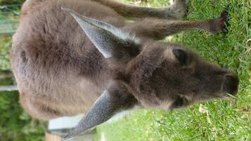 A kangaroo lying on grass with a fence in the background.