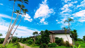 A pathway leading to a house surrounded by lush greenery and tall palm trees.