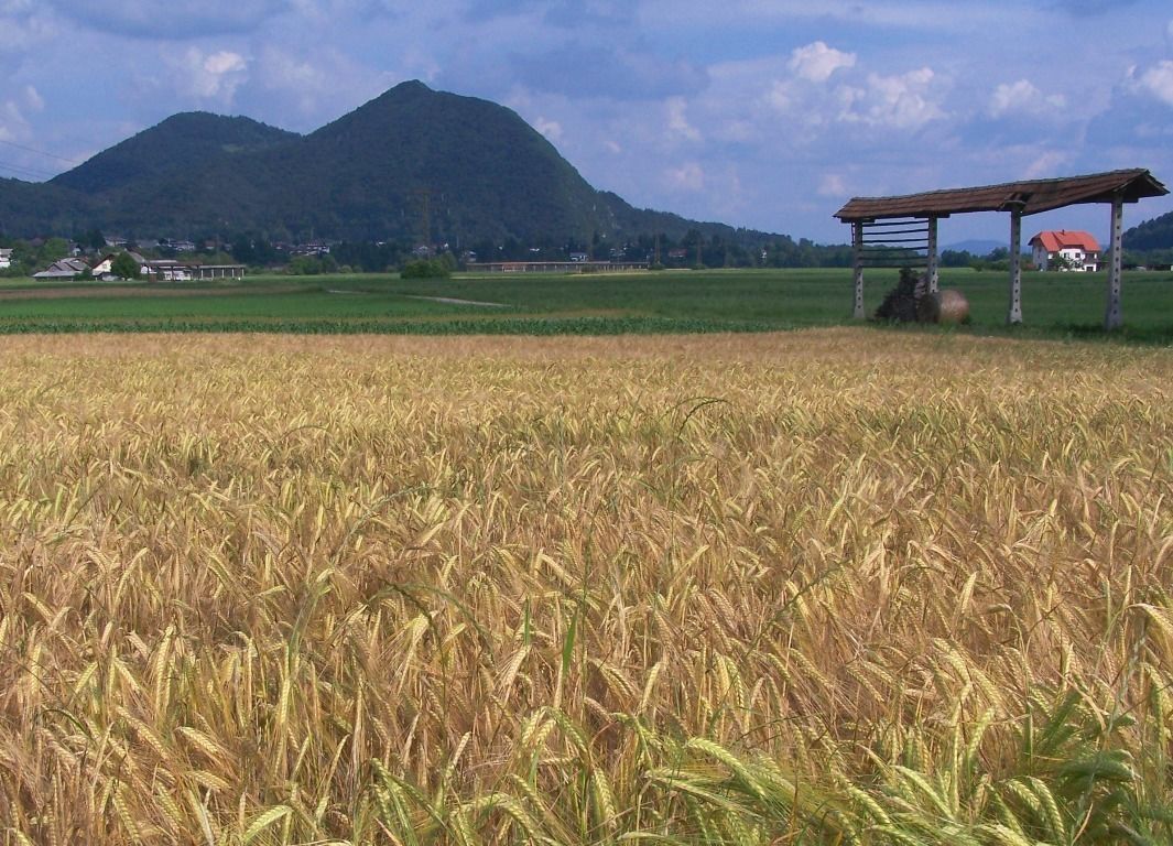 Photo - B&B Dvor Tacen