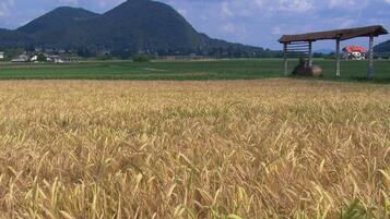 A field of mature wheat with a mountain in the background and a rustic wooden structure.