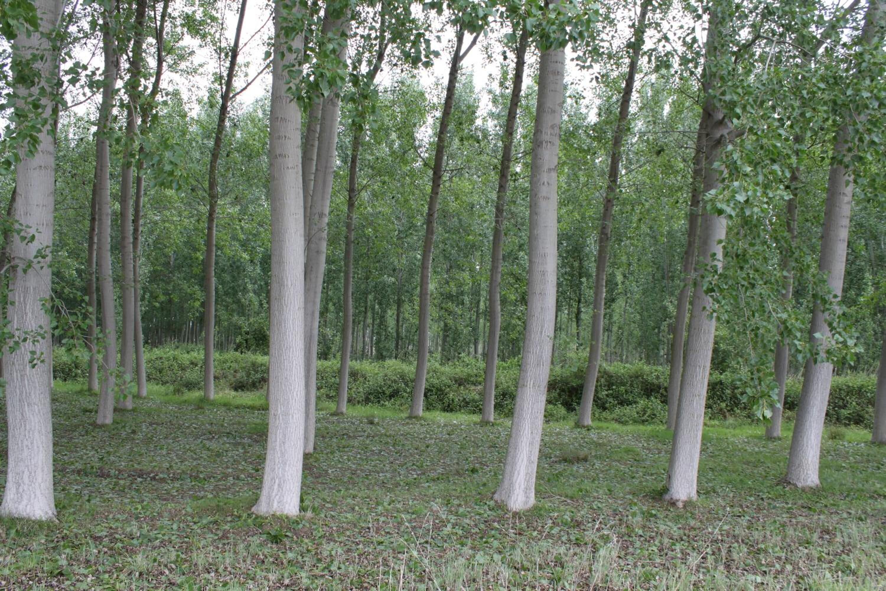 A forest with tall trees and a grassy ground.