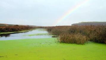 Un río con algas verdes, rodeado de altos carrizos y un bosque al fondo.