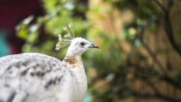 A close-up of a bird with a white head and brown feathers, set against a blurred background of greenery.