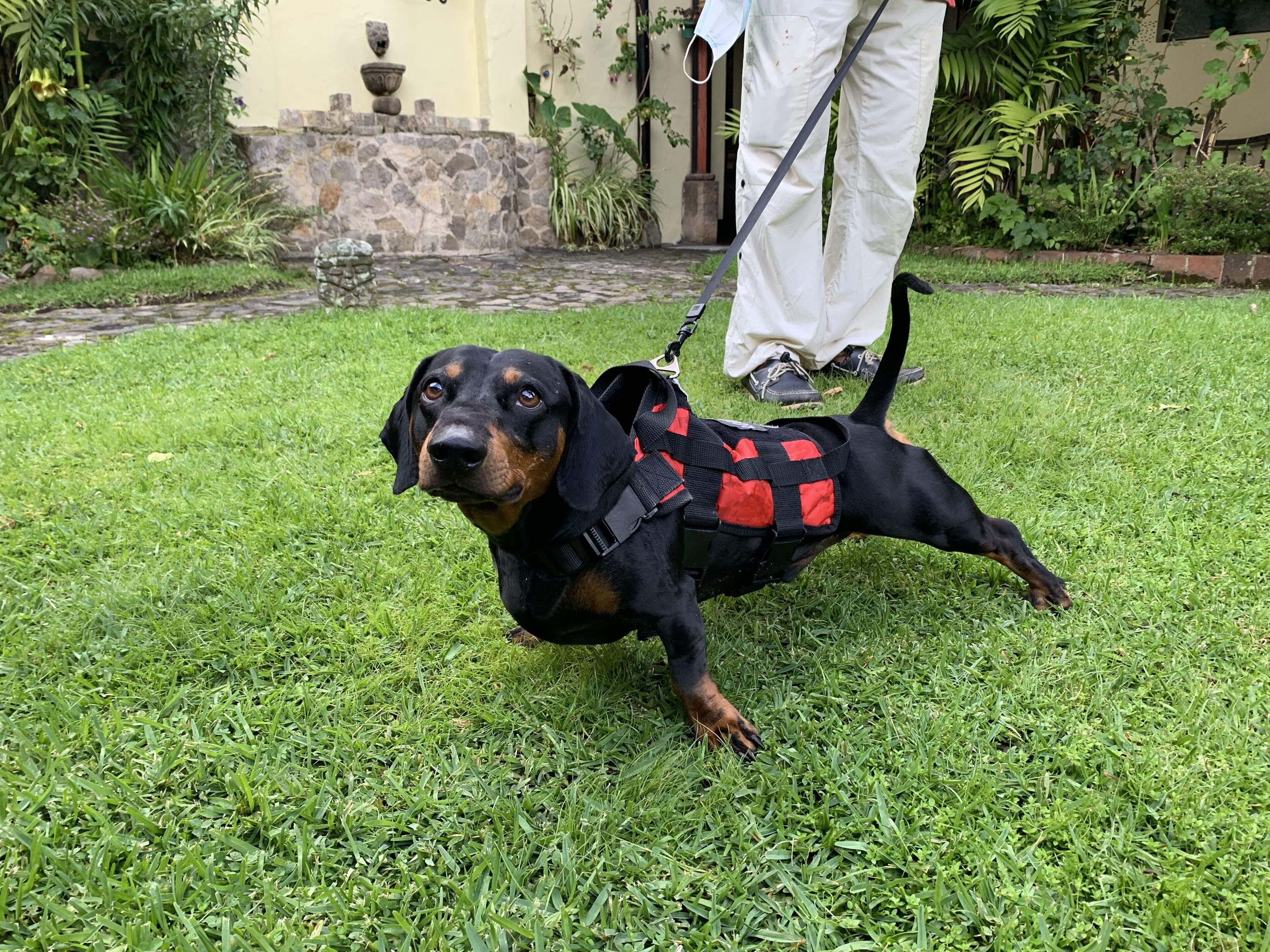 Un cane nero e marrone al guinzaglio in un'area erbosa, con un muro di pietra e piante sullo sfondo.