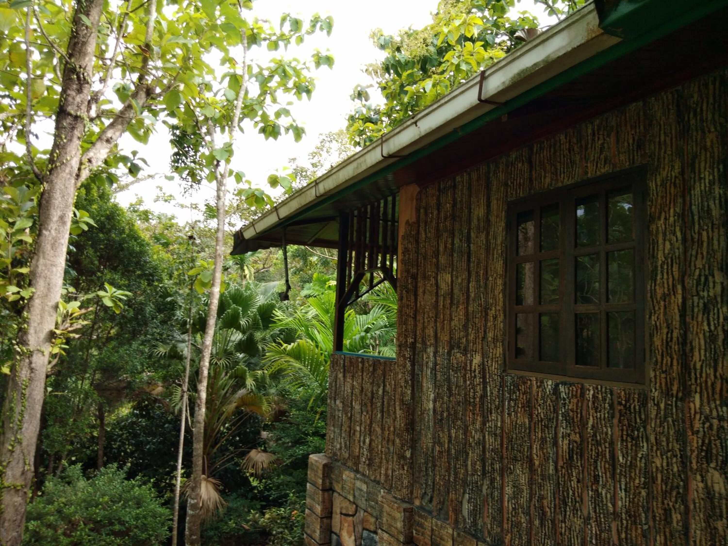 Une construction rustique en bois, dotée d’une fenêtre, entourée d’une végétation tropicale luxuriante.