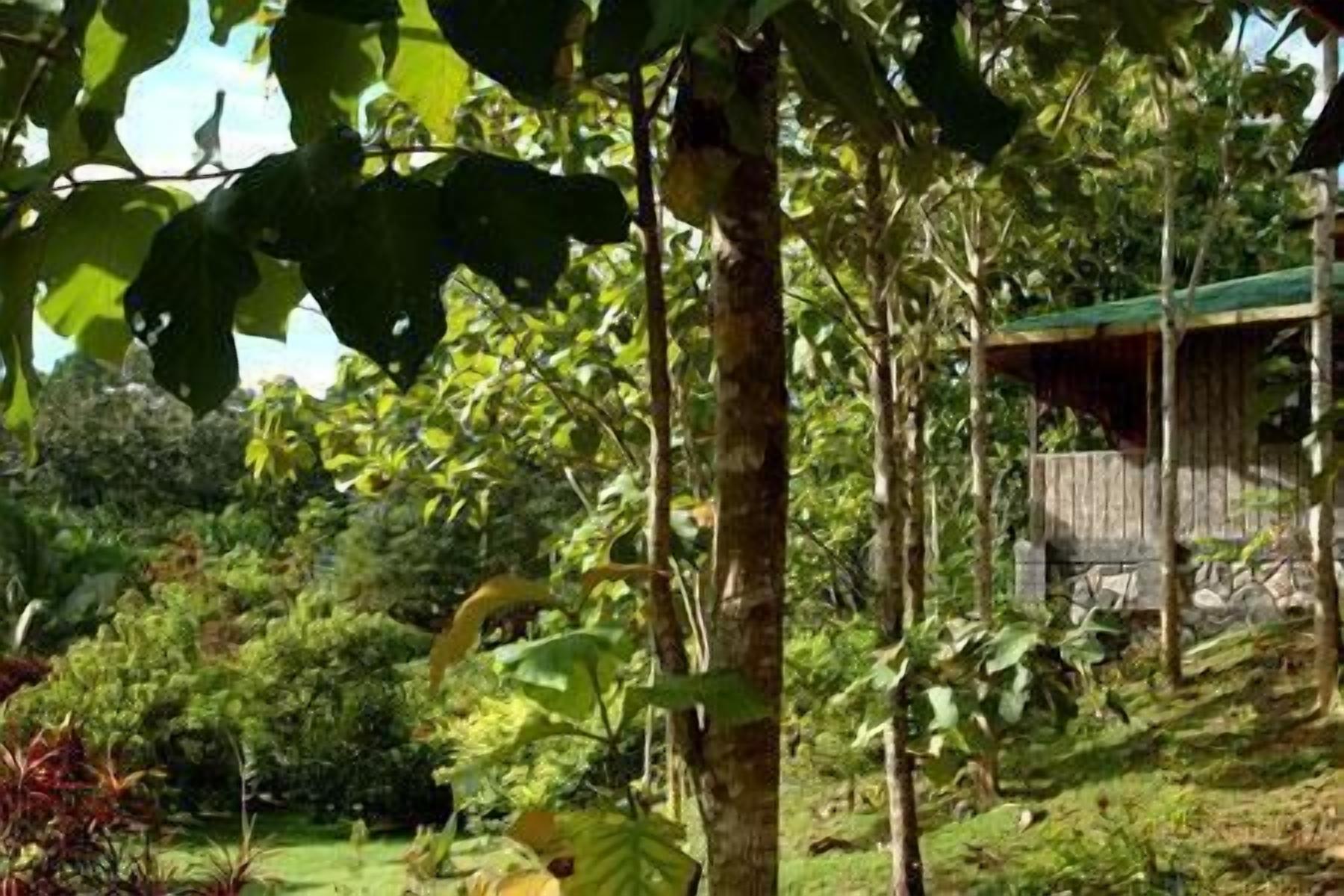 Un exuberante jardín con varios árboles y una estructura de madera al fondo.