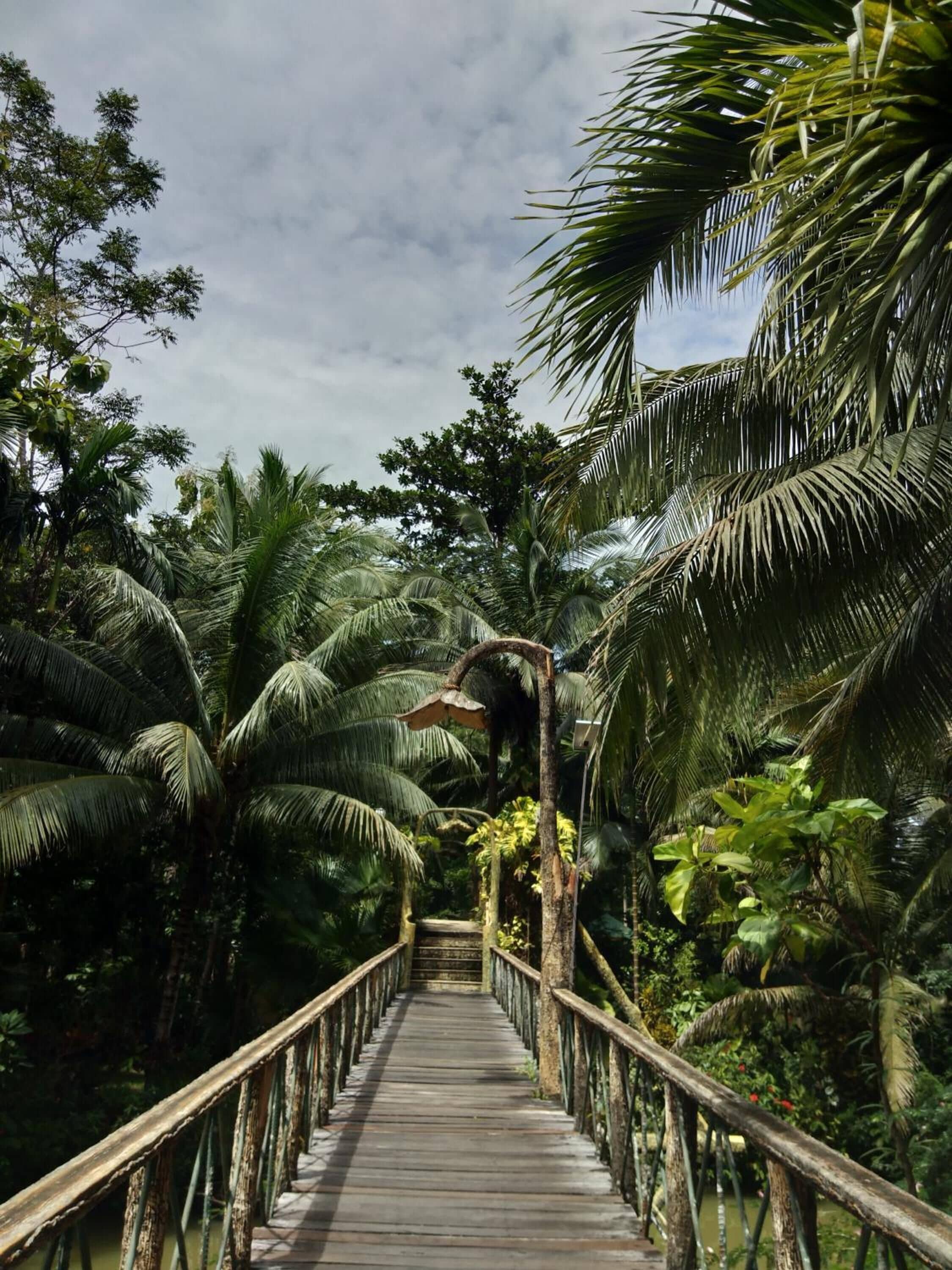 A wooden bridge with railings, surrounded by dense palm trees and greenery.
