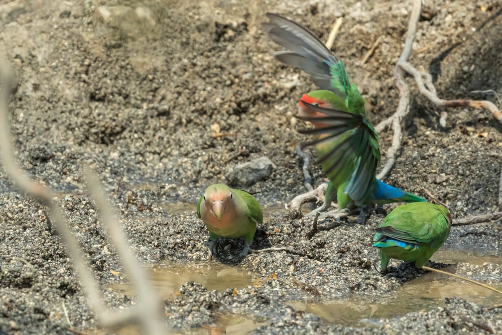 Kunene River Lodge by null