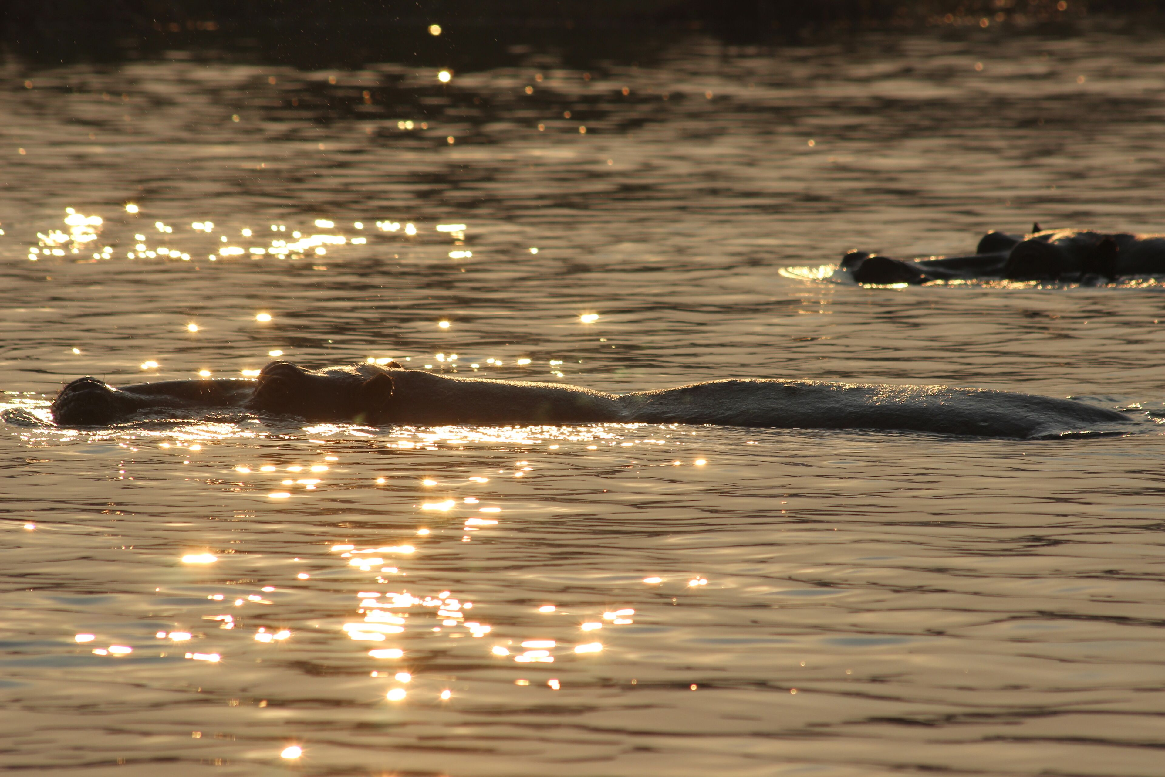 A calm body of water reflecting sunlight.