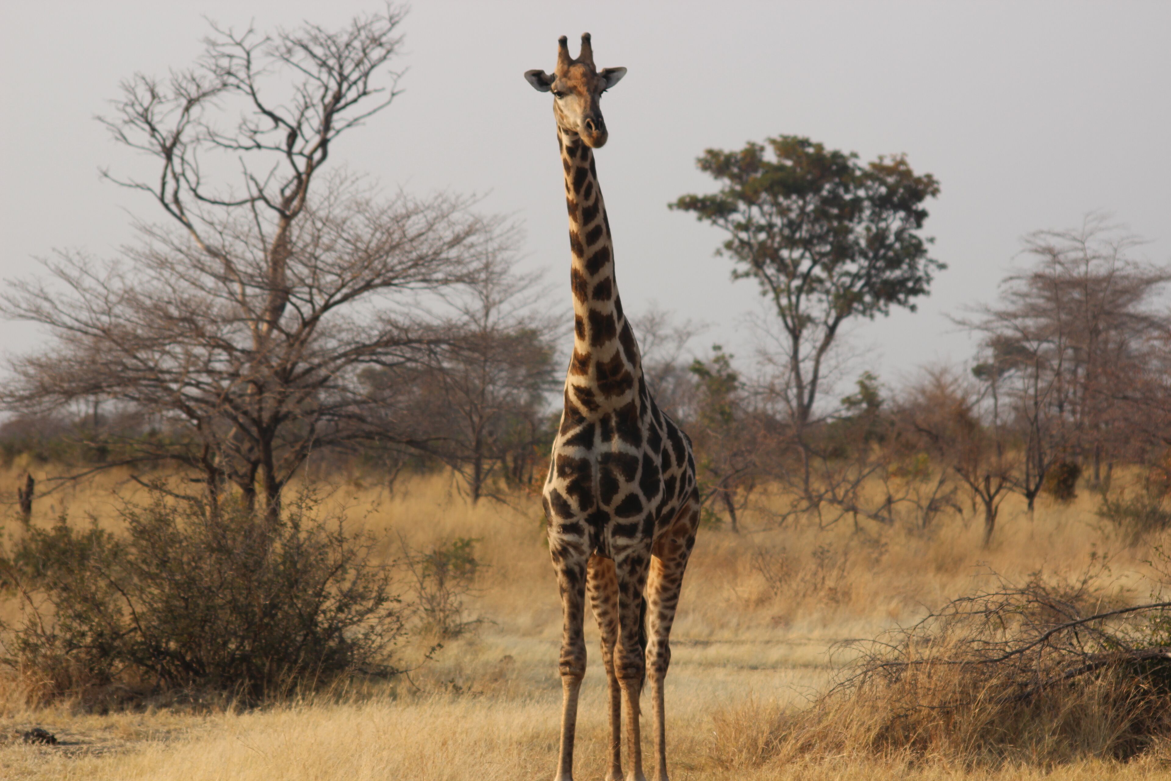 Une girafe se tient debout dans une savane aride, avec quelques arbres clairsemés en arrière-plan.