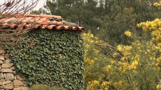 Edificio de piedra con techo de tejas, parcialmente cubierto de hiedra, rodeado por un camino adoquinado y diversas plantas.