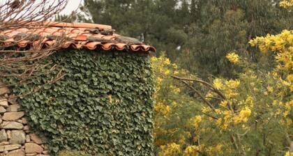 Moinhos da Tia Antoninha